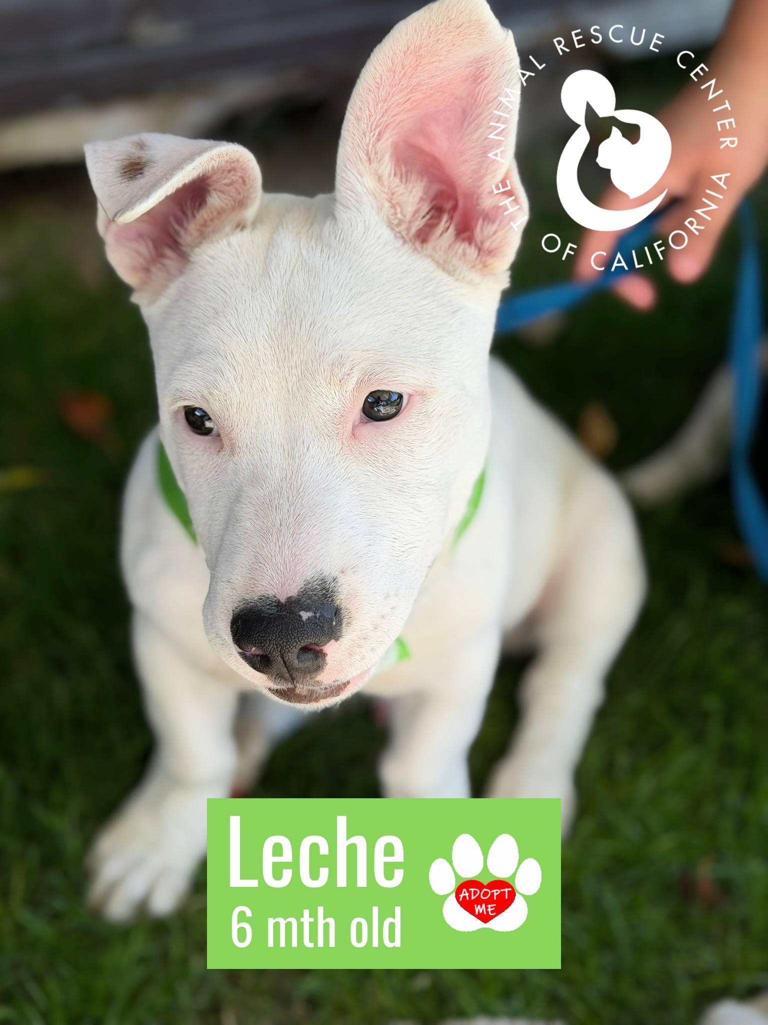 Enlarge Leche, an adopted mixed breed in Coachella, CA image 4/5