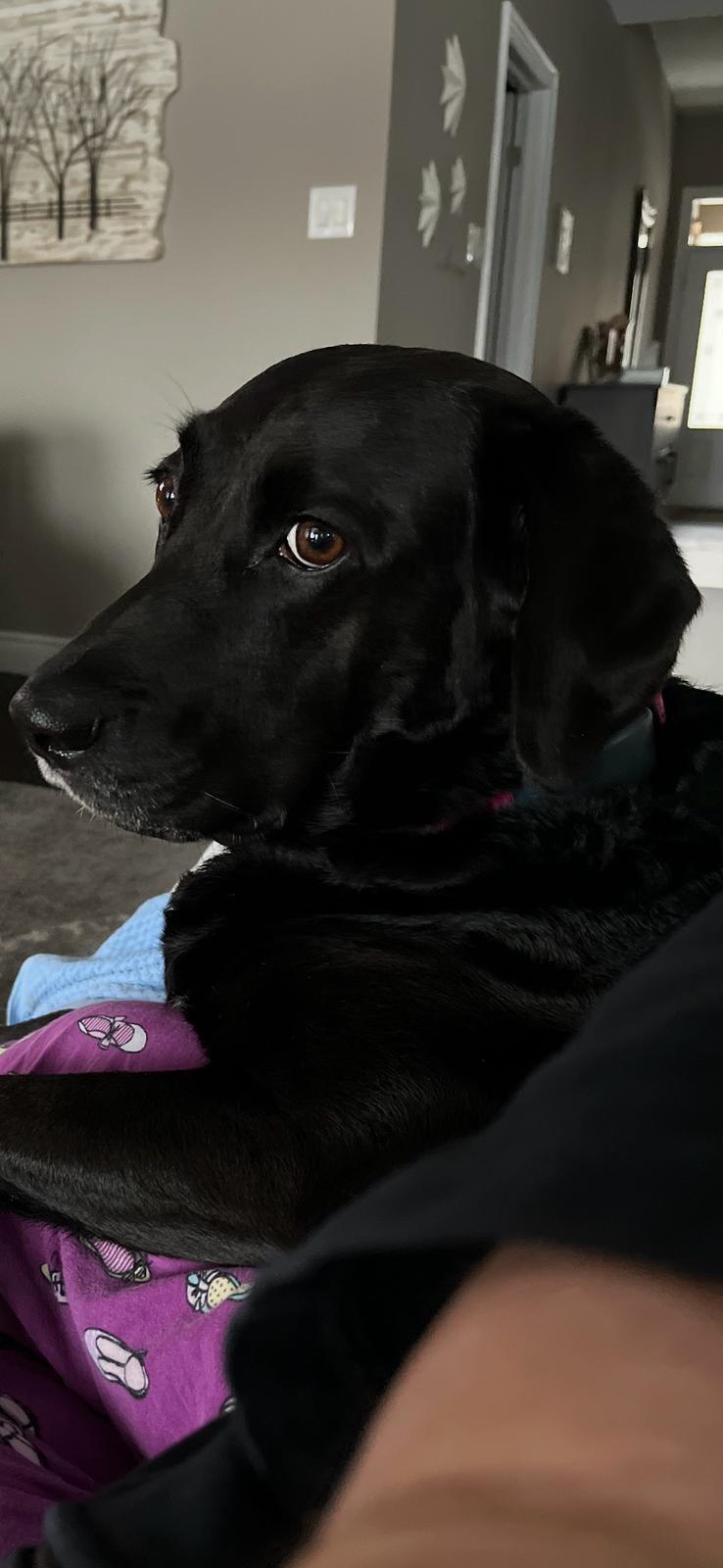 Enlarge Molly, a ADOPTABLE Labrador Retriever in Oakville, ON image 3/5