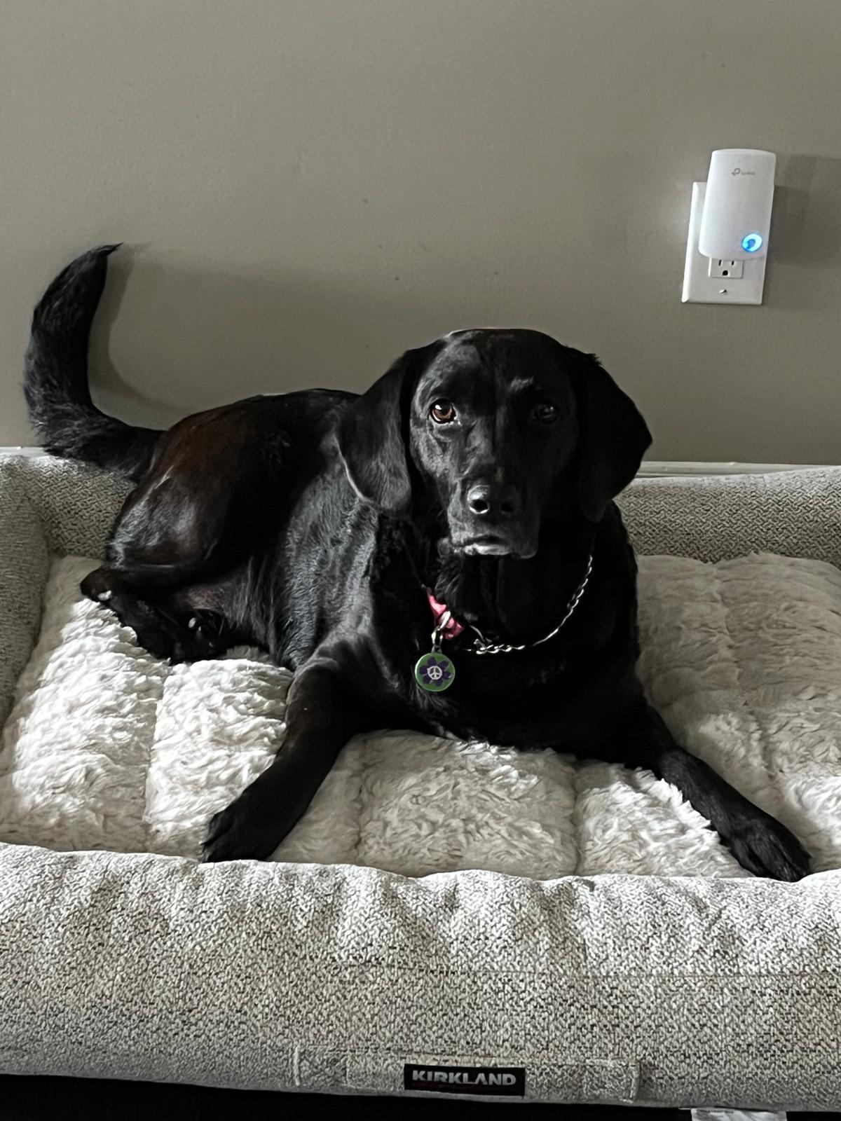 Enlarge Molly, a ADOPTABLE Labrador Retriever in Oakville, ON image 4/5
