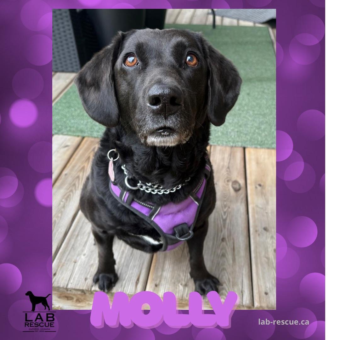 Enlarge Molly, a ADOPTABLE Labrador Retriever in Oakville, ON image 1/5