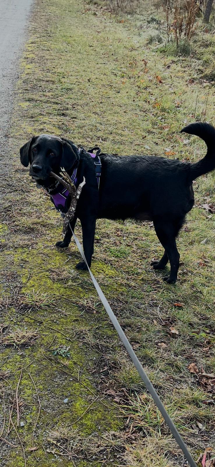 Enlarge Molly, a ADOPTABLE Labrador Retriever in Oakville, ON image 2/5