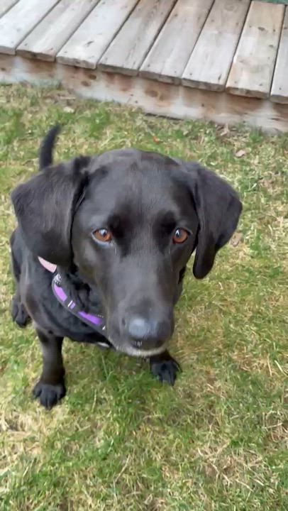 Enlarge Molly, a ADOPTABLE Labrador Retriever in Oakville, ON video 5/5