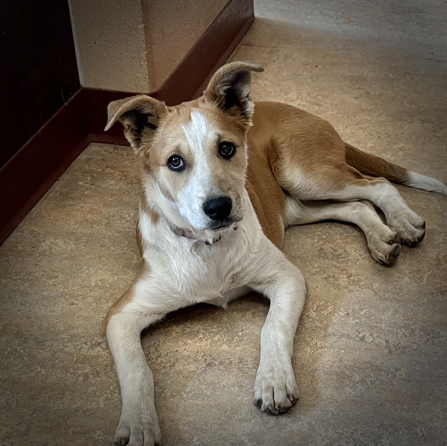 Cyrus, a Adoptable mixed breed in Prescott, AZ image 5/6