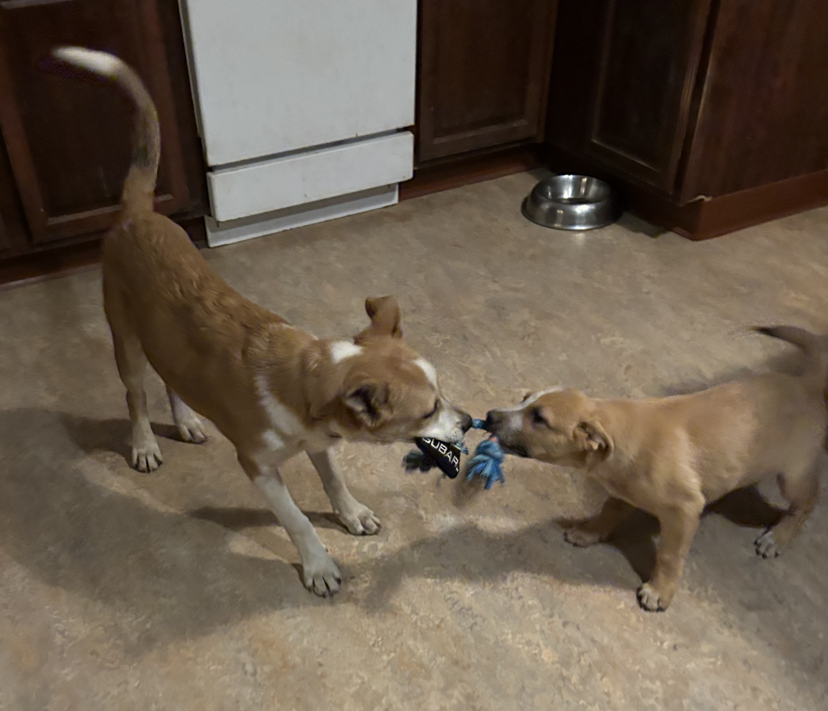 Cyrus, a Adoptable mixed breed in Prescott, AZ image 6/6