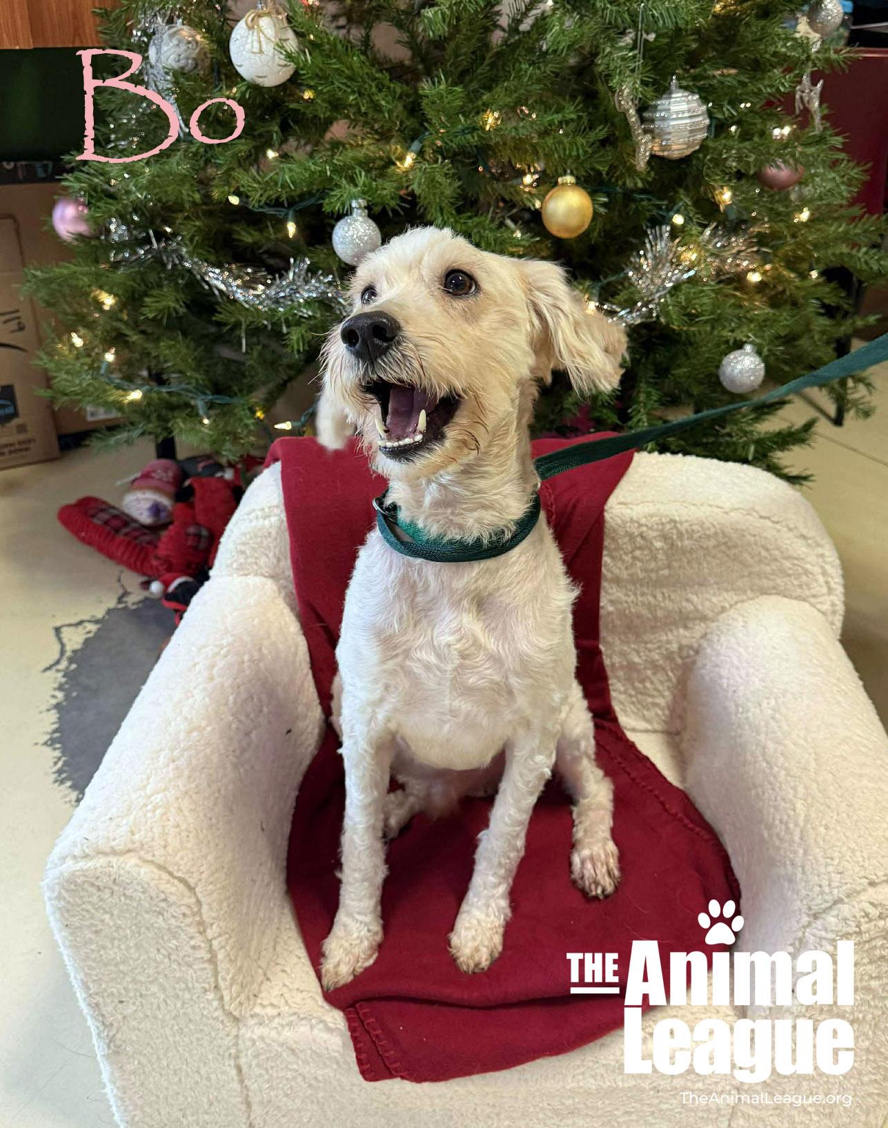 Bo, a ADOPTABLE mixed breed in Clermont, FL image 1/5
