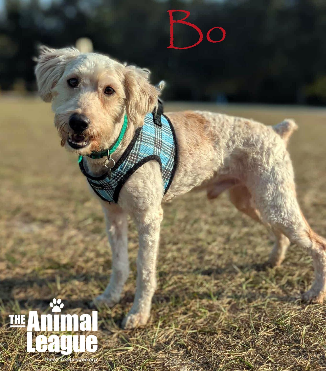 Bo, a ADOPTABLE mixed breed in Clermont, FL image 2/5