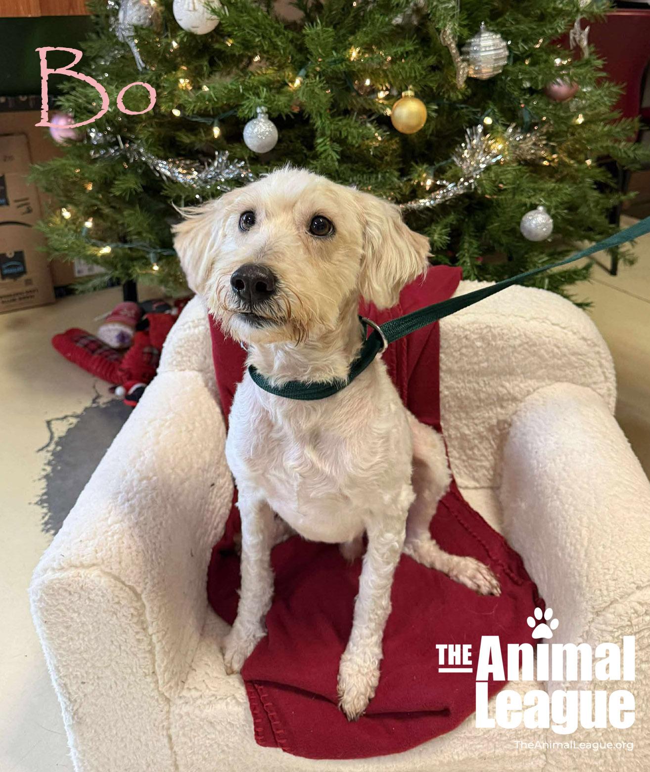 Bo, a ADOPTABLE mixed breed in Clermont, FL image 3/5