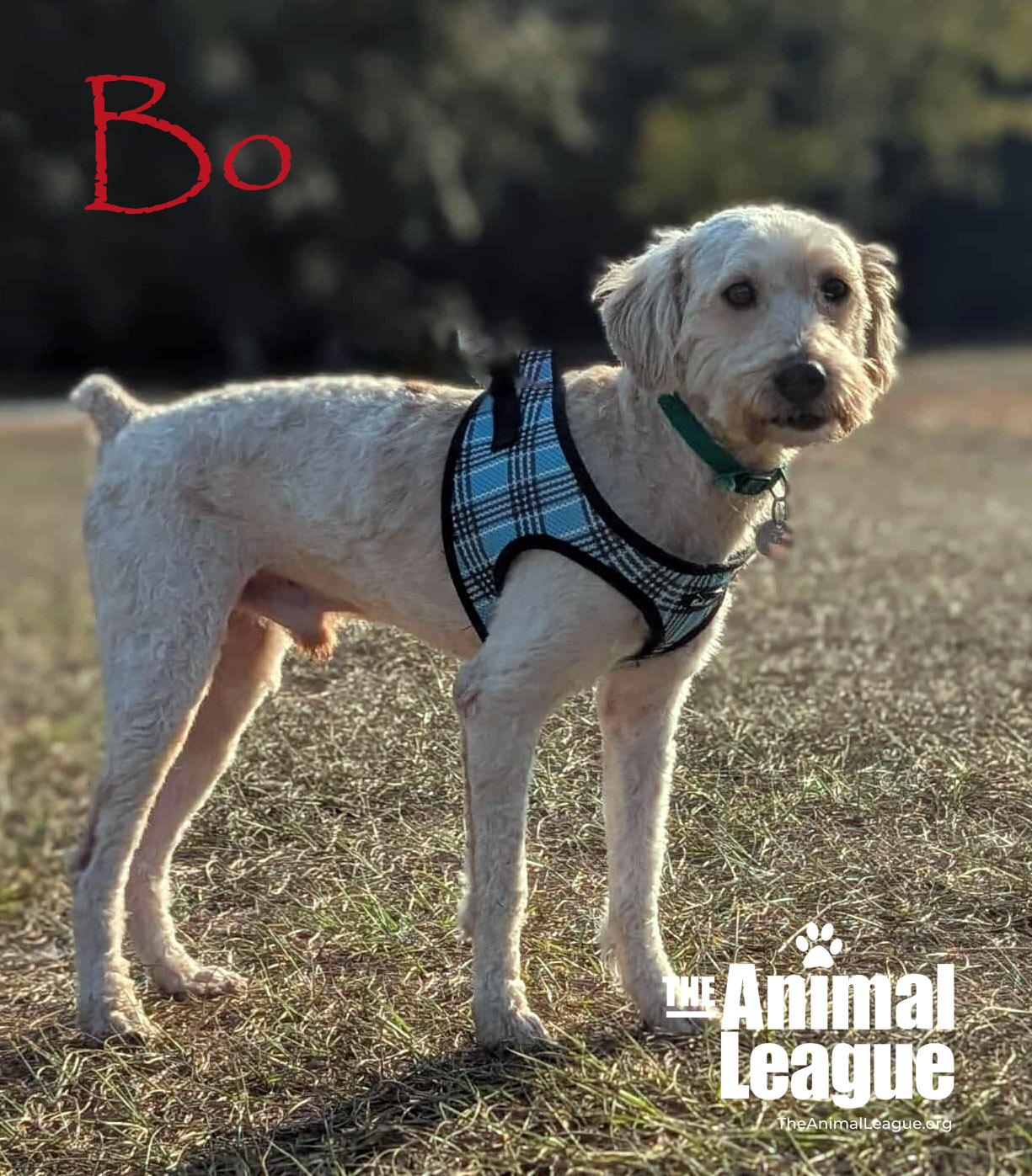 Bo, a ADOPTABLE mixed breed in Clermont, FL image 4/5