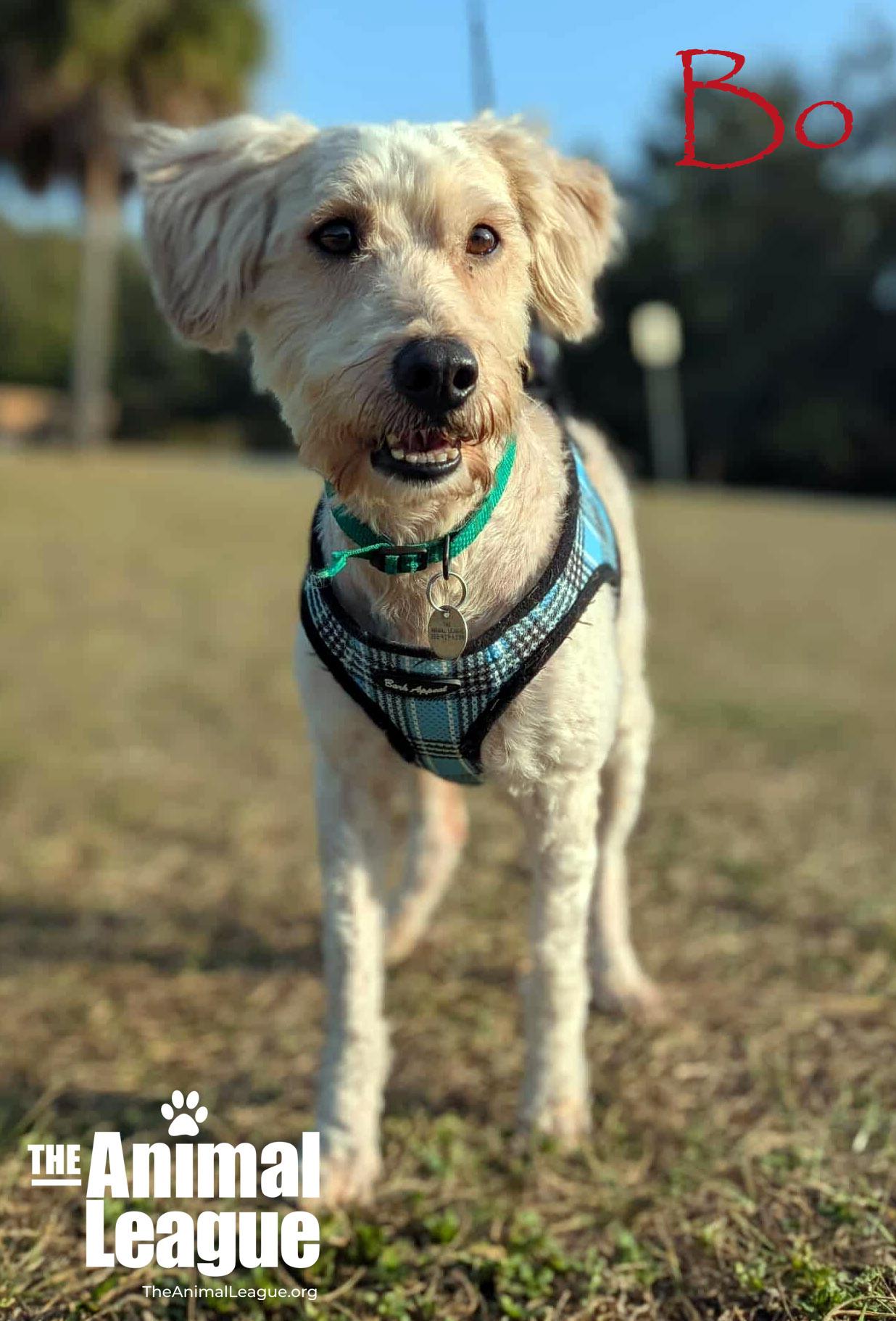 Bo, a ADOPTABLE mixed breed in Clermont, FL image 5/5