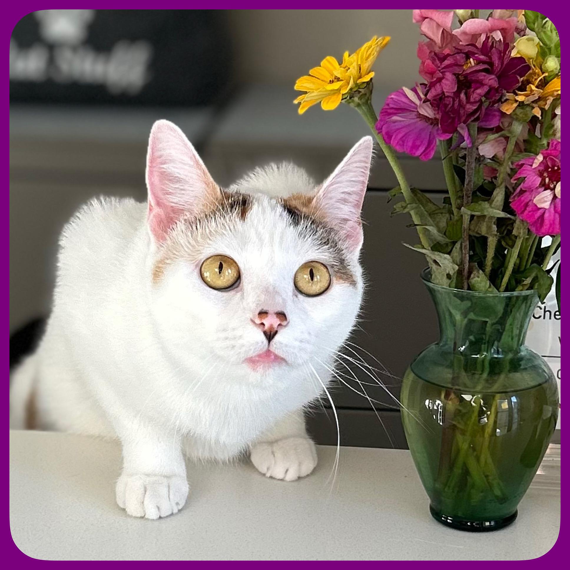 Enlarge Carmella, a Adoptable Domestic Short Hair in Whitehall, PA image 1/1