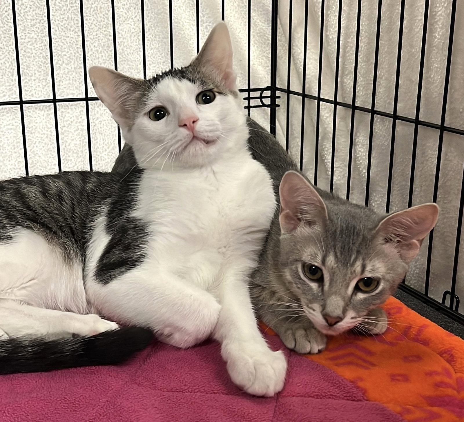 Loki and Lyra, Adoptable, Kitten Male Domestic Short Hair.