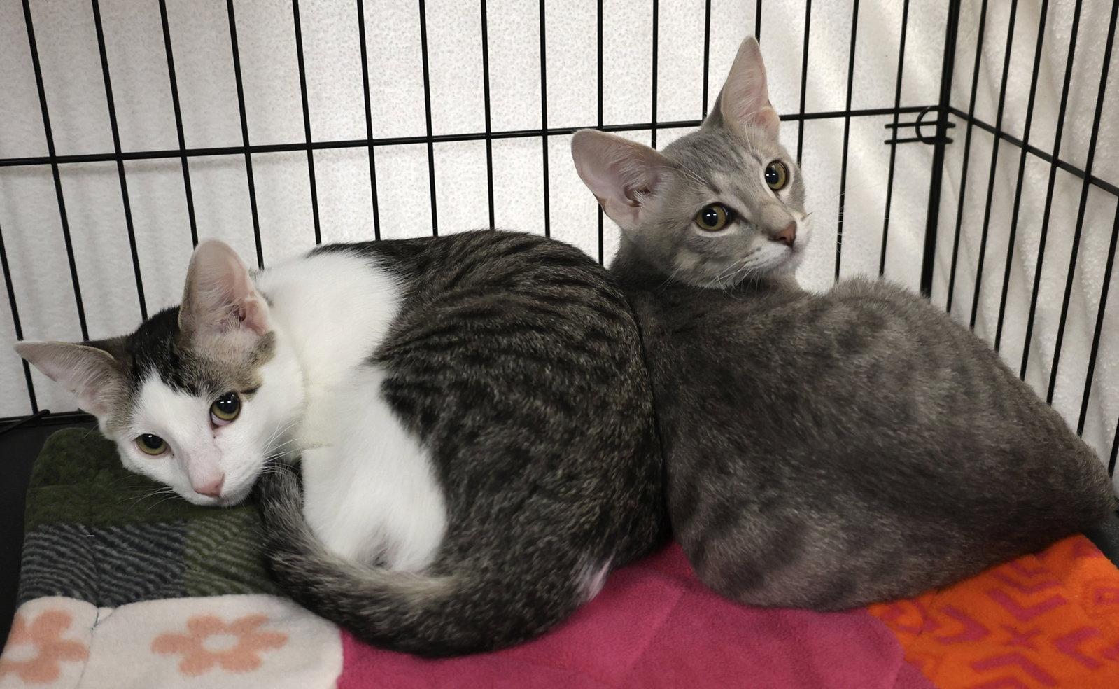 Enlarge Loki and Lyra, a Adoptable Domestic Short Hair in Shawnee, KS image 2/3