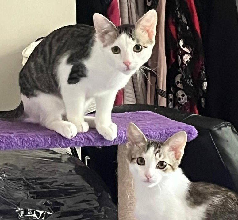 Enlarge Loki and Lyra, a Adoptable Domestic Short Hair in Shawnee, KS image 3/3