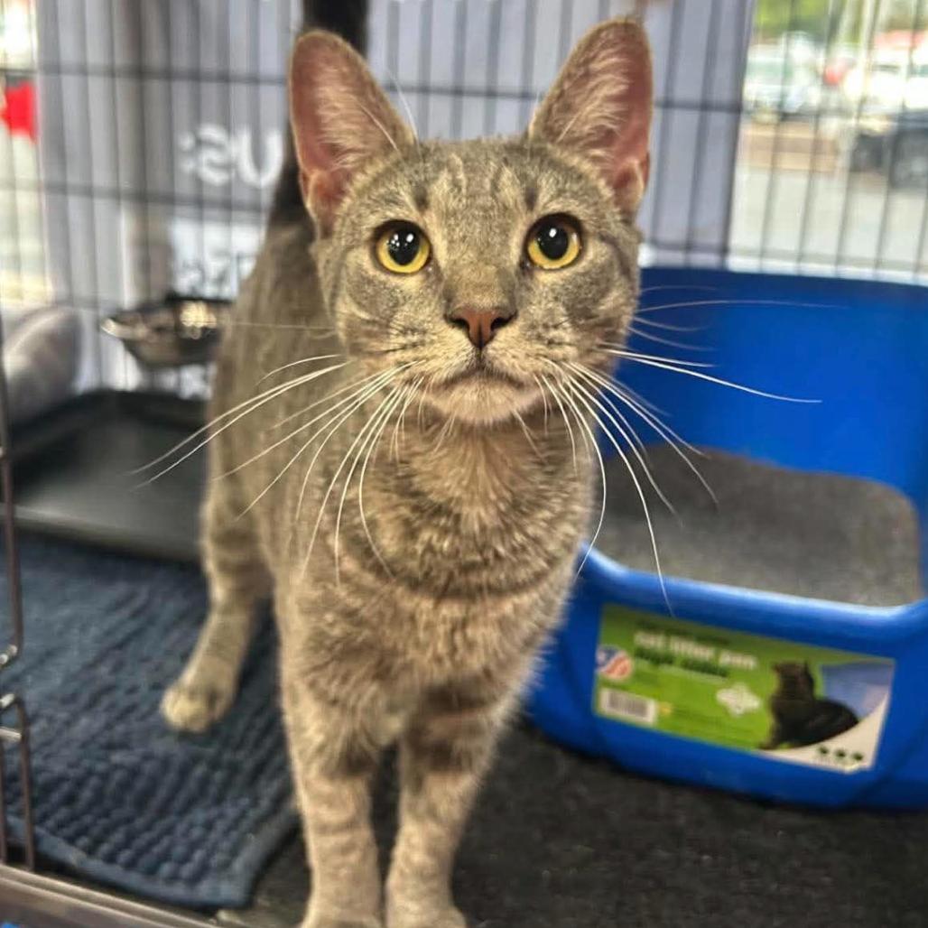 Enlarge Erwina, a Adoptable Domestic Short Hair in Woodbury, NJ image 1/2