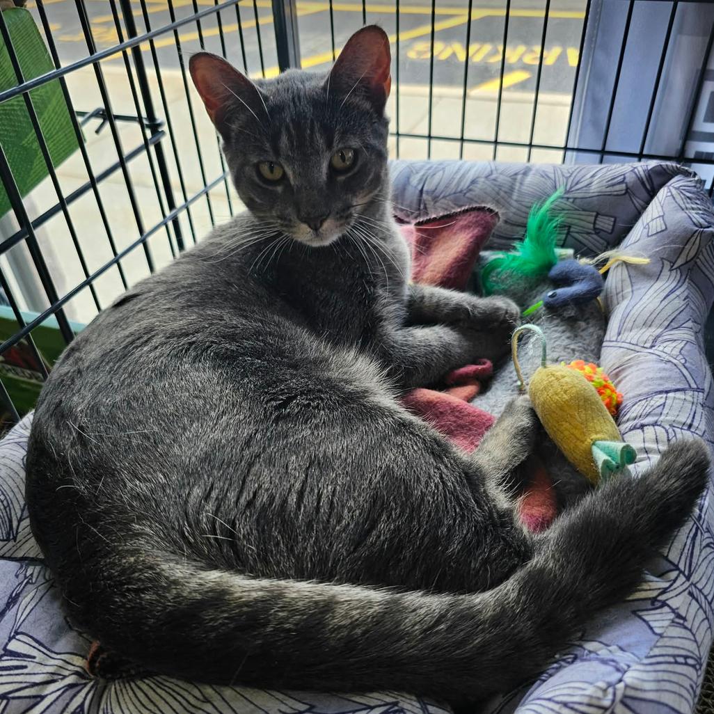 Enlarge Erwina, a Adoptable Domestic Short Hair in Woodbury, NJ image 2/2