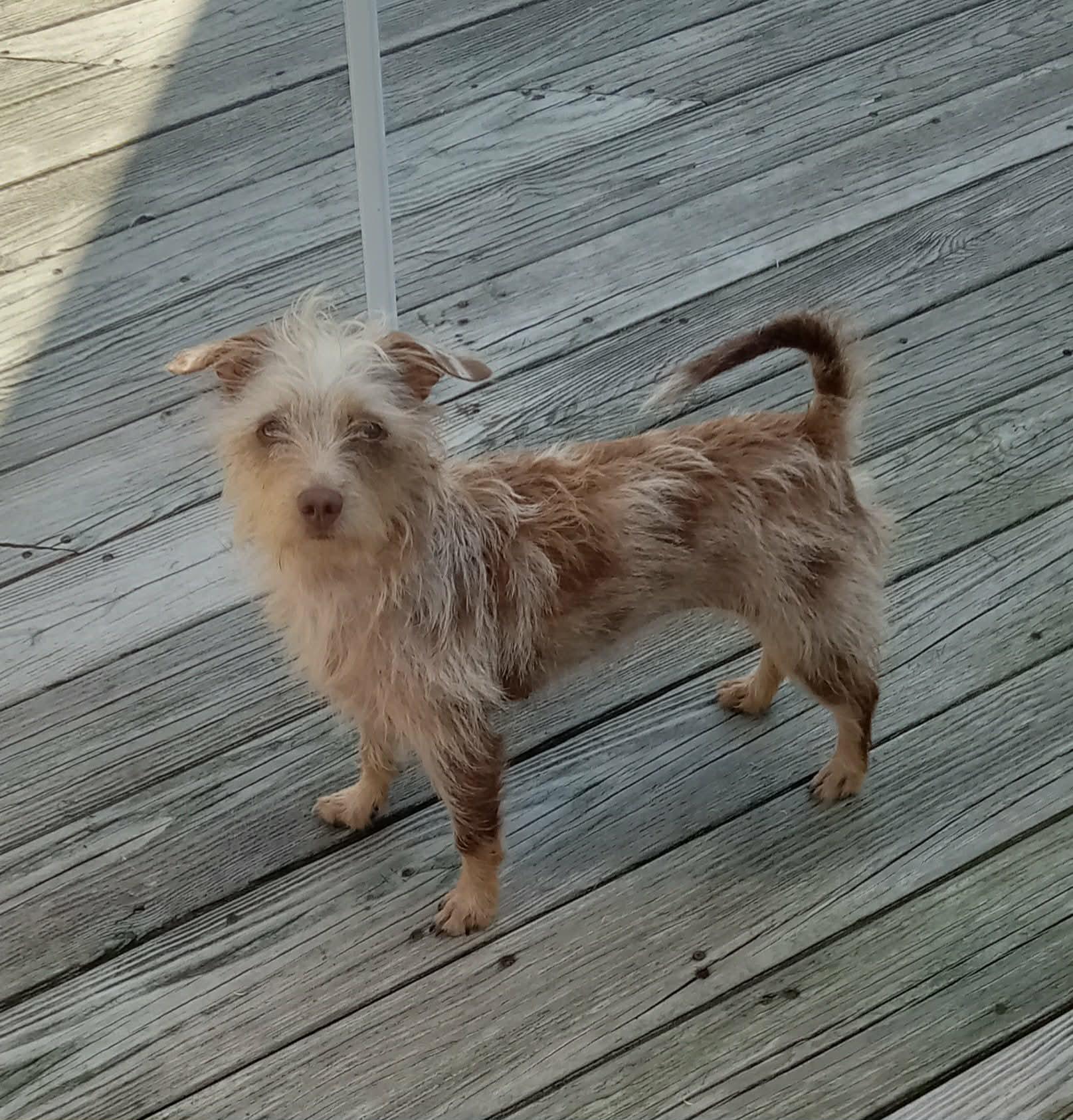 Enlarge Lila, a Adoptable mixed breed in Fulton, NY image 3/3