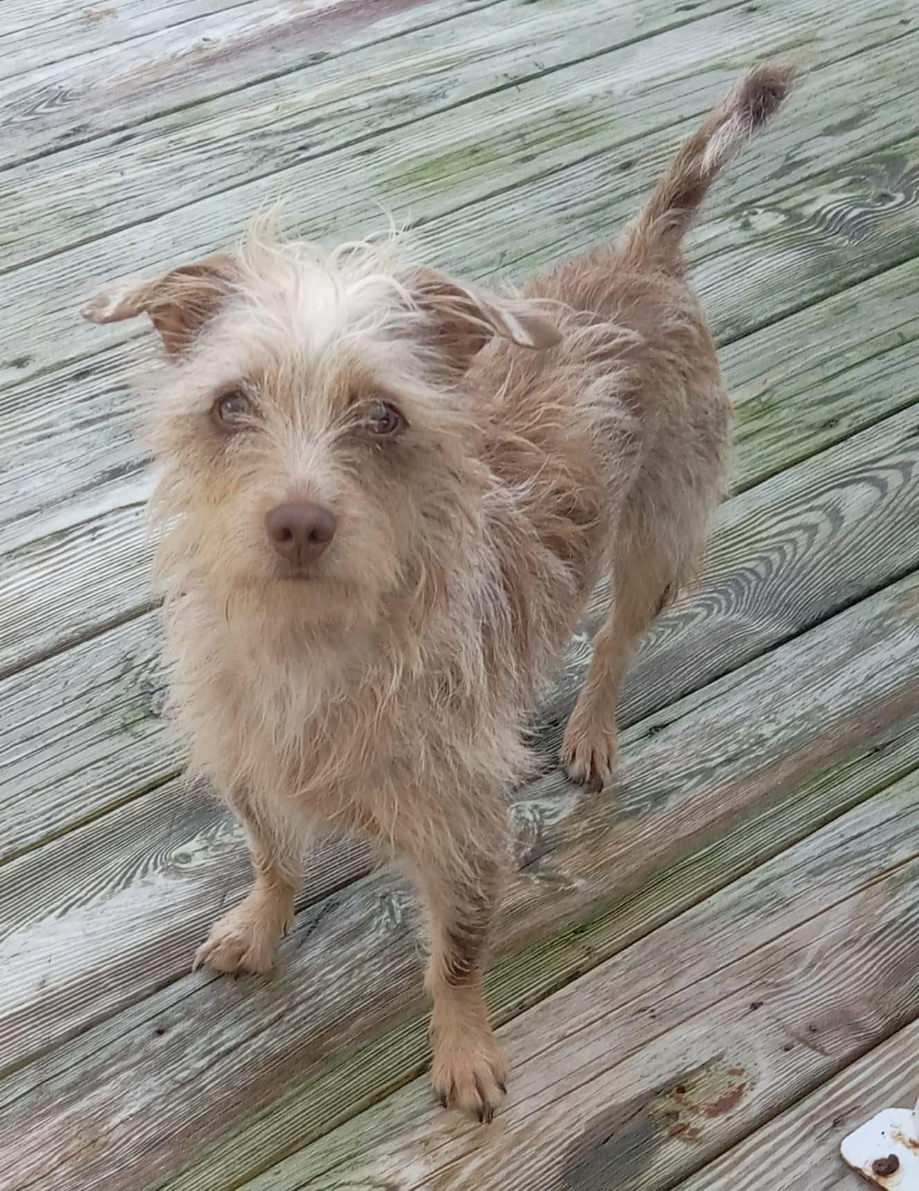 Enlarge Lila, a Adoptable mixed breed in Fulton, NY image 2/3