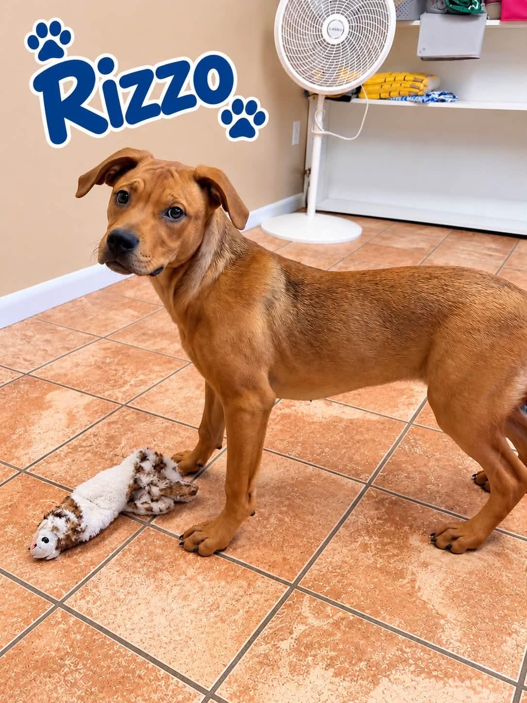 Rizzo, Adoptable, Young Female Labrador Retriever.