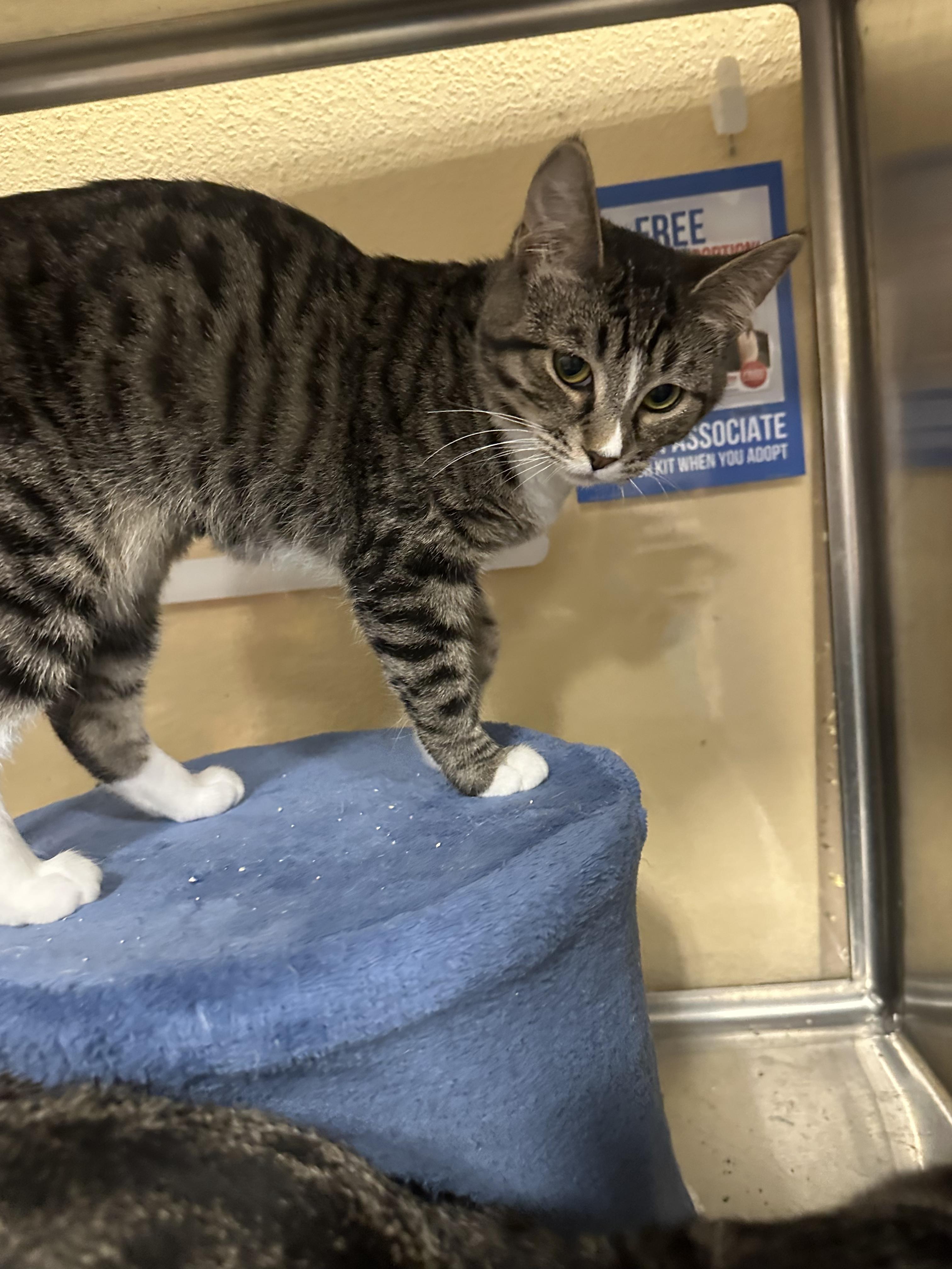 Enlarge Elsie, a Adoptable Domestic Short Hair in Missoula, MT image 1/1