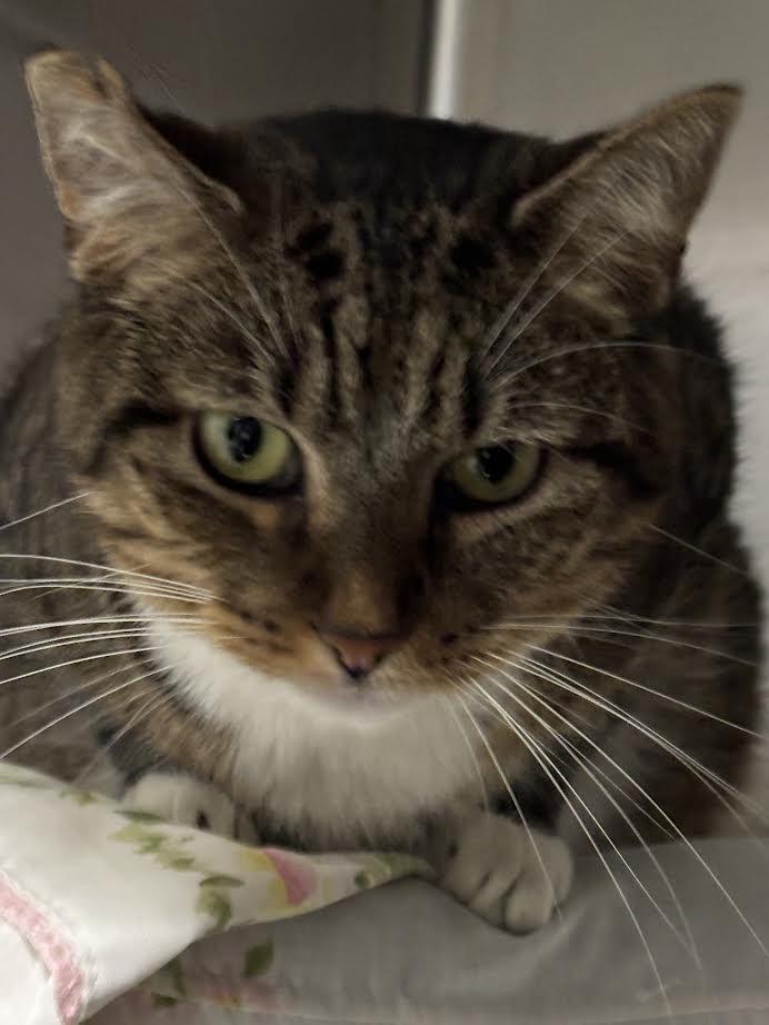 Enlarge Hen, a Adoptable Tiger in Marblehead, MA image 2/4