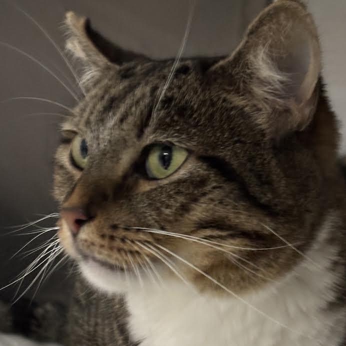 Enlarge Hen, a Adoptable Tiger in Marblehead, MA image 1/4