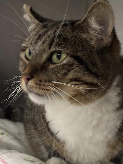 Enlarge Hen, a Adoptable Tiger in Marblehead, MA image 4/4