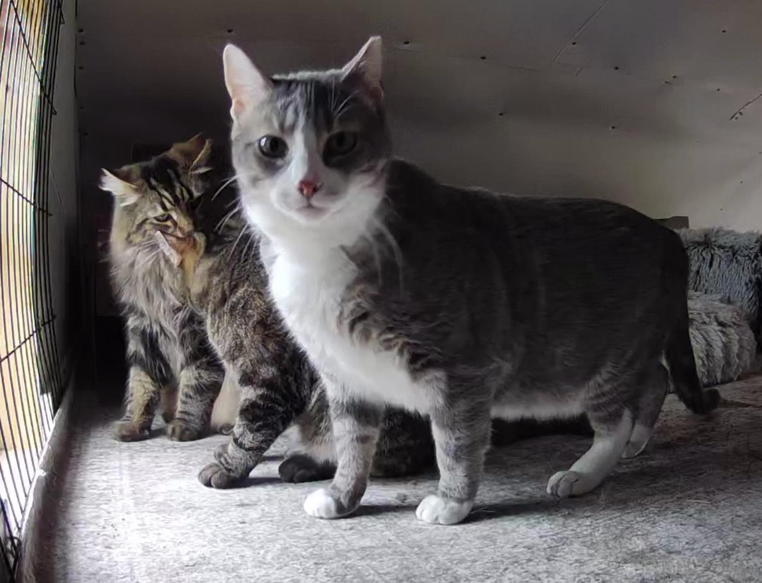 Tabby Barn Kitties , a Adoptable mixed breed in Frederick, MD image 3/5