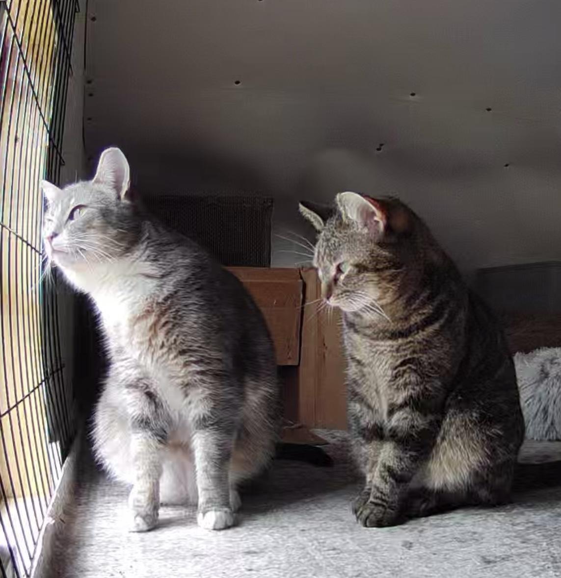Tabby Barn Kitties , Adoptable, Adult Female American Shorthair & Domestic Short Hair.