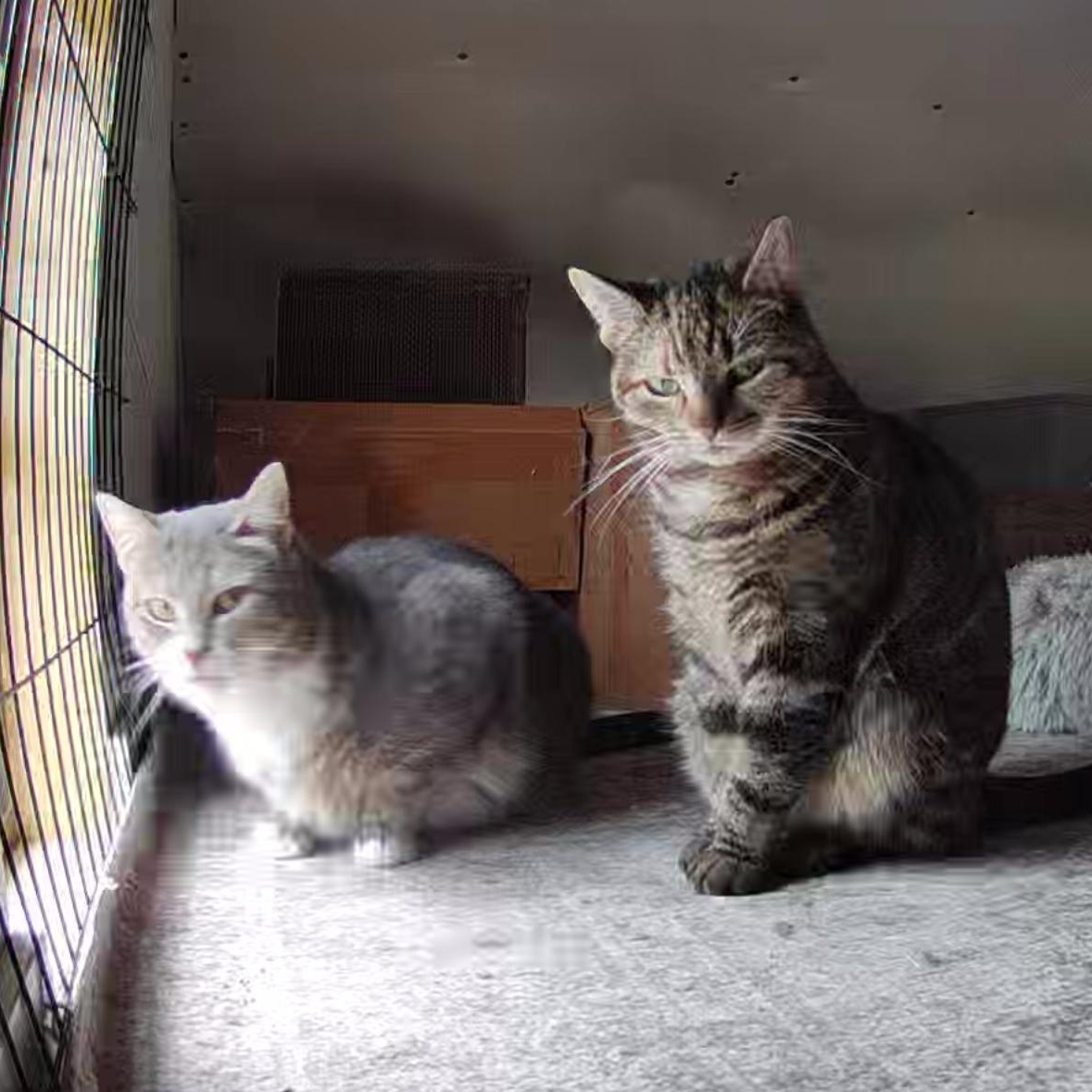Tabby Barn Kitties , a Adoptable mixed breed in Frederick, MD image 5/5