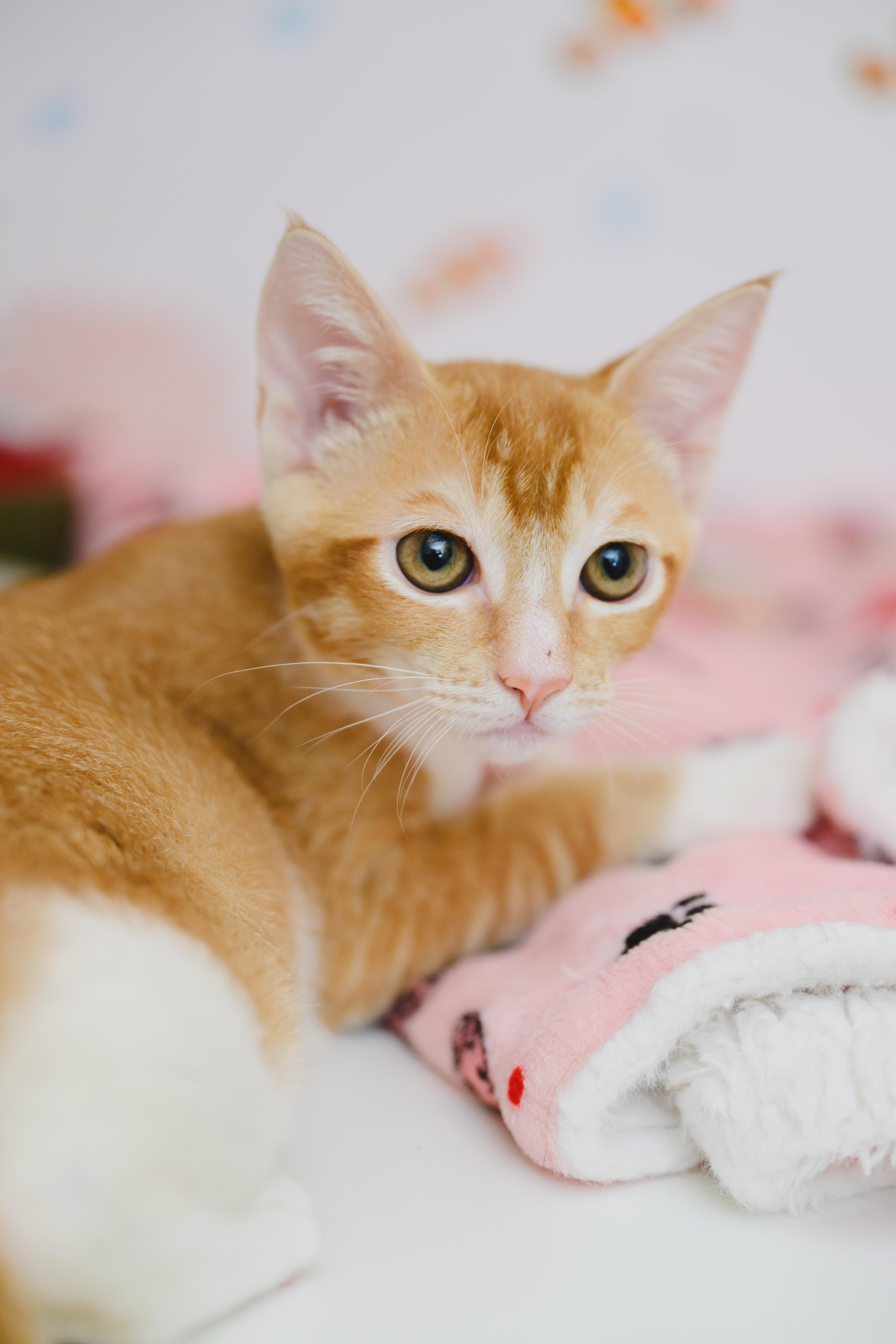 Enlarge Shanks, a Adopted mixed breed in Honolulu, HI image 1/5