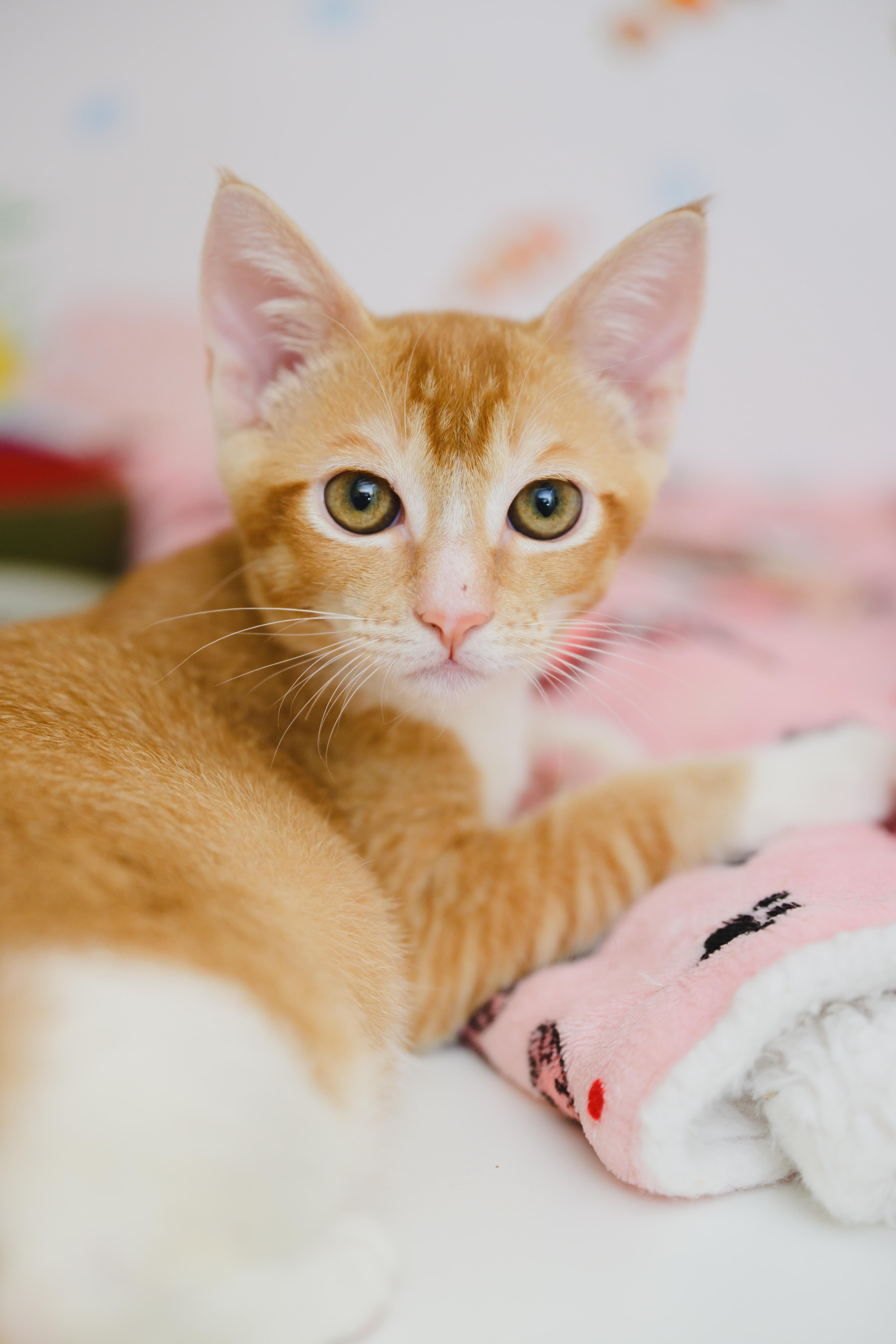 Enlarge Shanks, a Adopted mixed breed in Honolulu, HI image 2/5