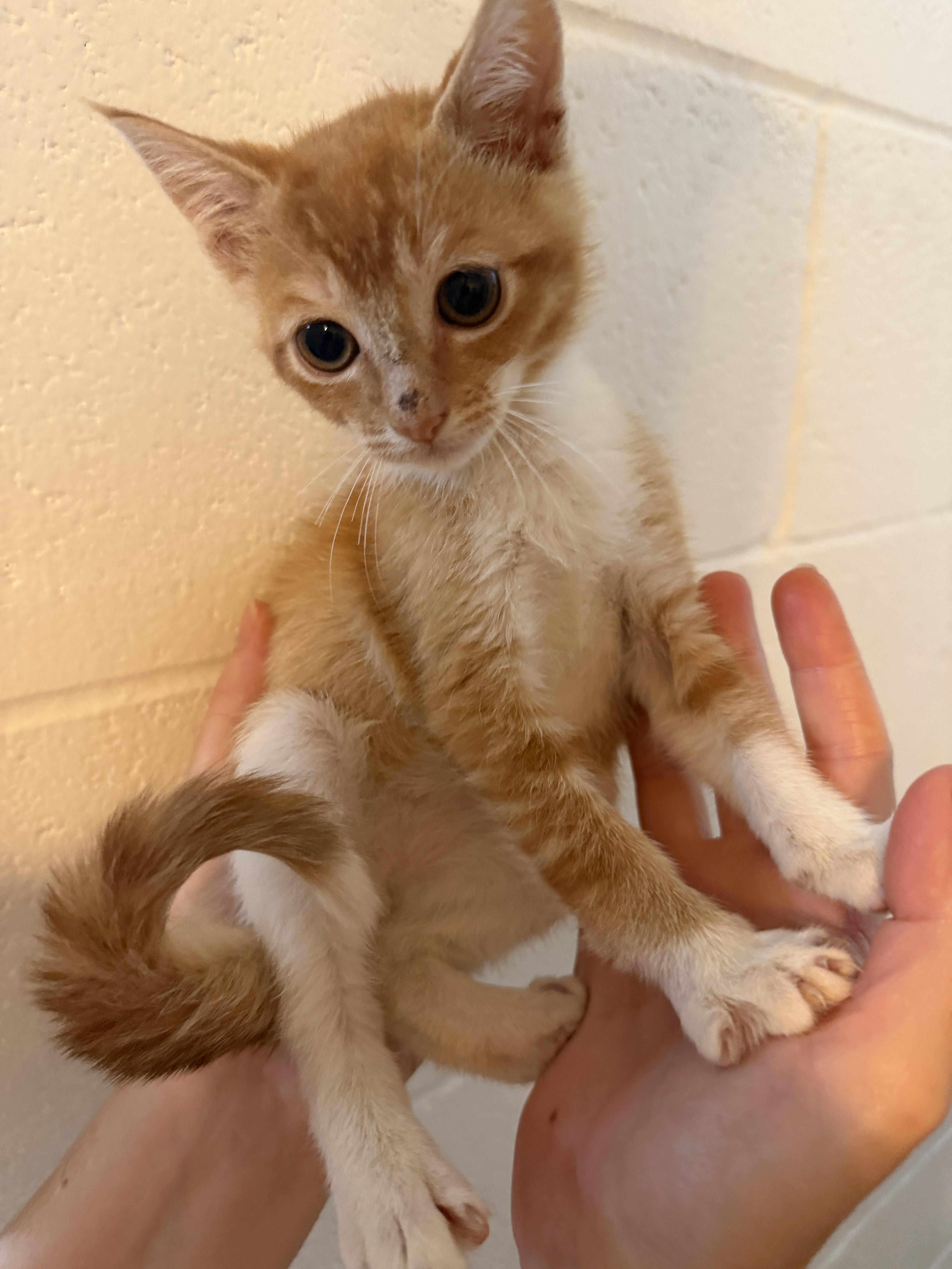Enlarge Shanks, a Adopted mixed breed in Honolulu, HI image 3/5