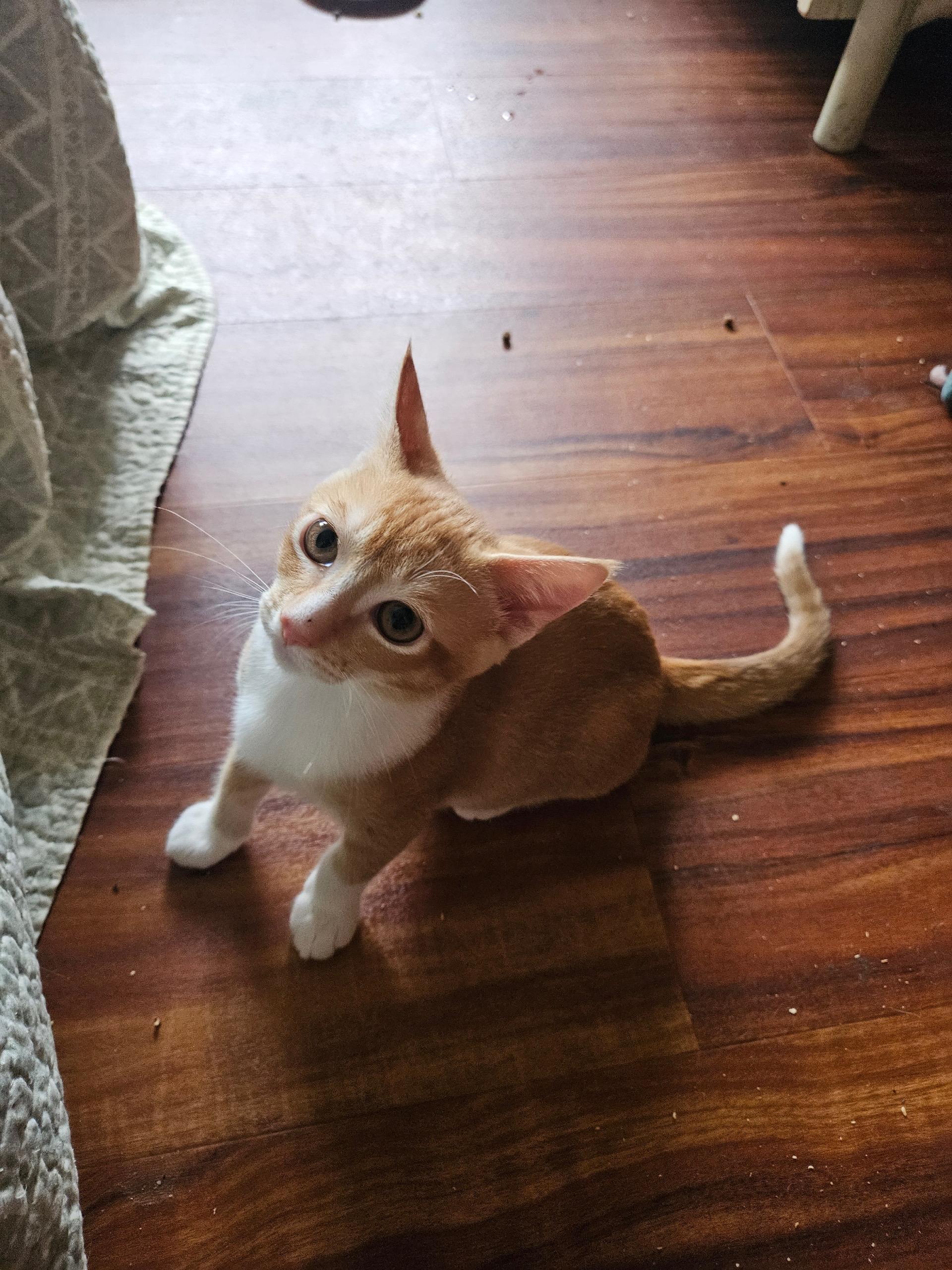 Enlarge Shanks, a Adopted mixed breed in Honolulu, HI image 4/5