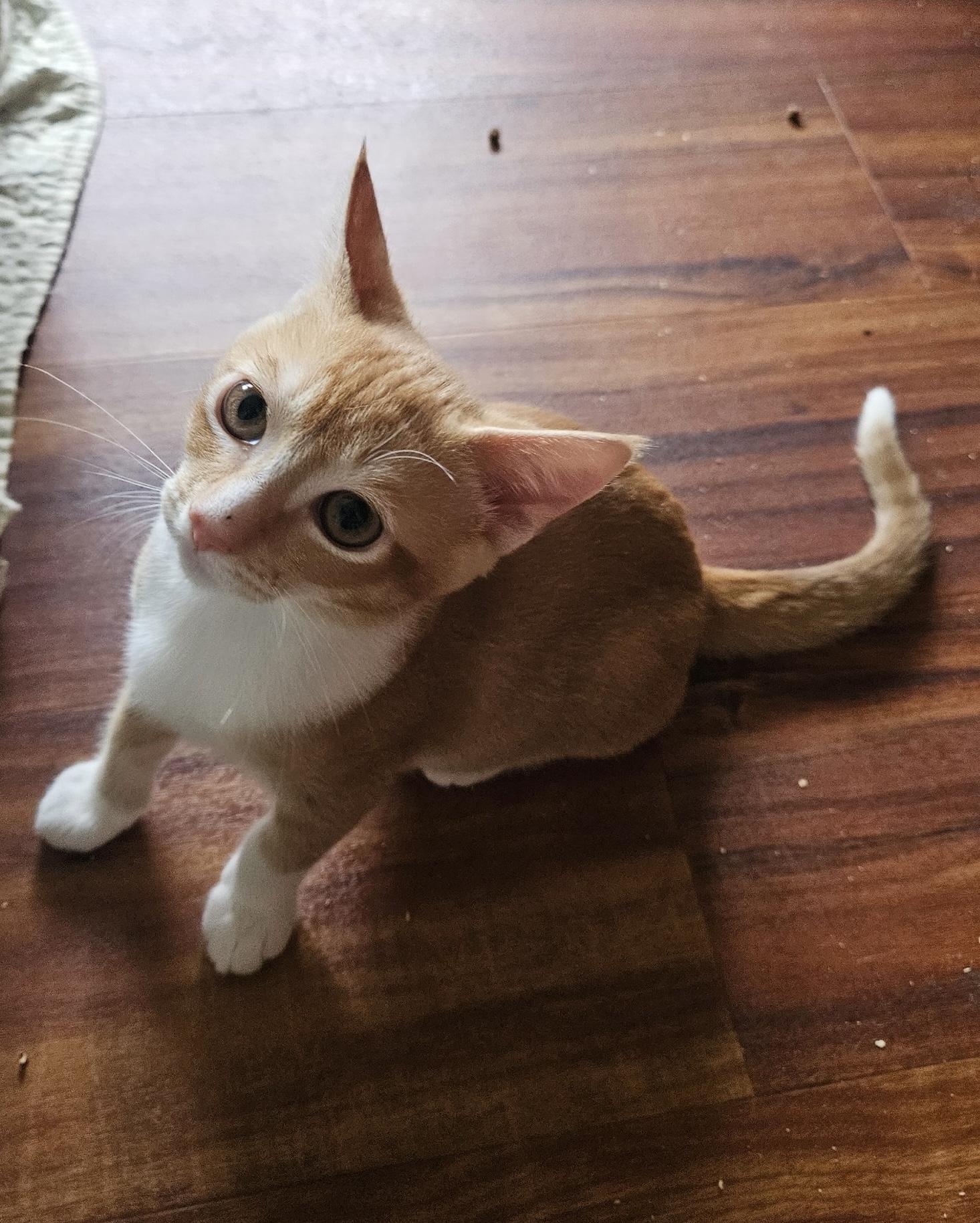 Enlarge Shanks, a Adopted mixed breed in Honolulu, HI image 5/5