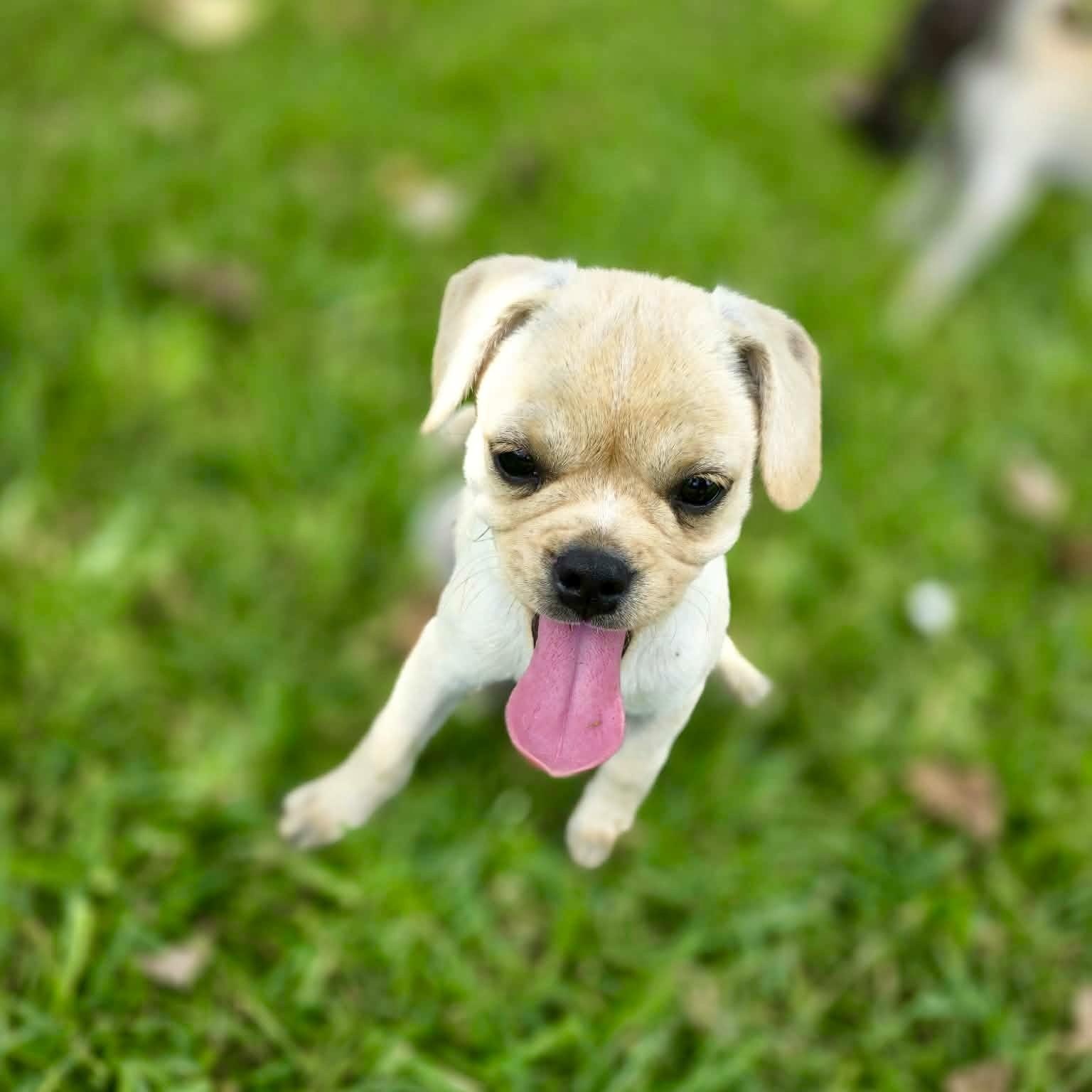 Muffin, an adopted mixed breed in Baytown, TX image 3/4