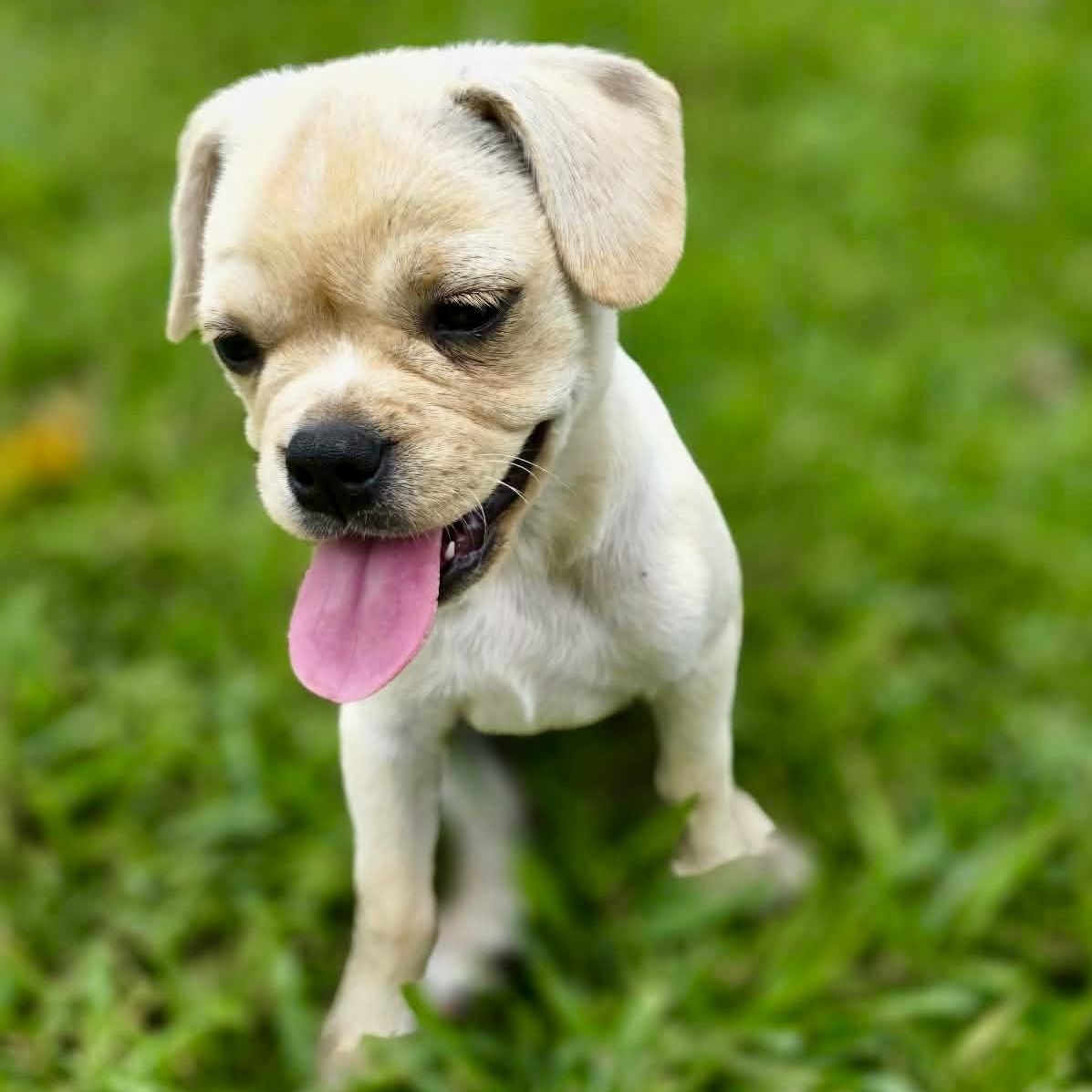 Muffin, an adopted mixed breed in Baytown, TX image 2/4