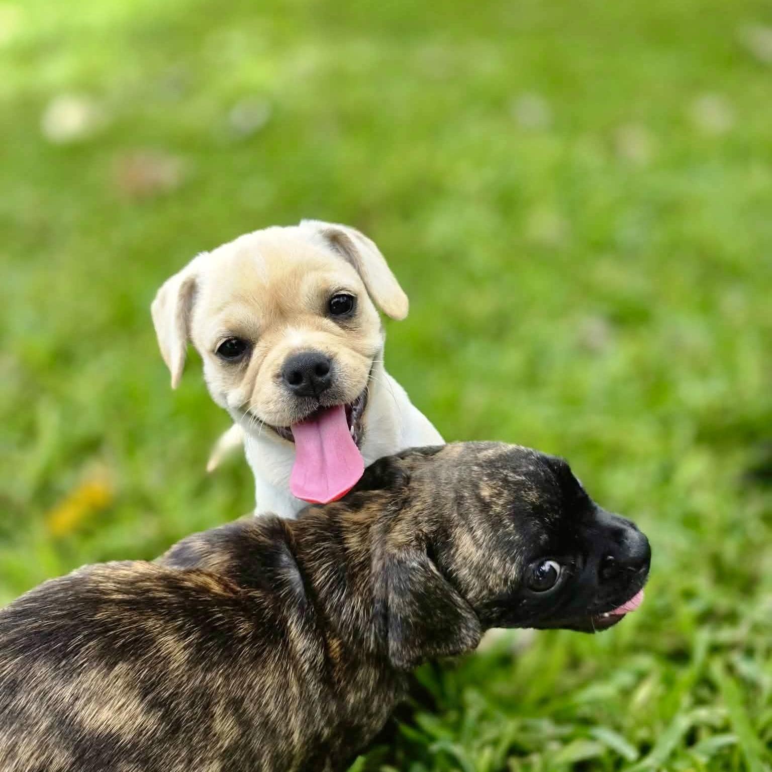 Muffin, an adopted mixed breed in Baytown, TX image 4/4