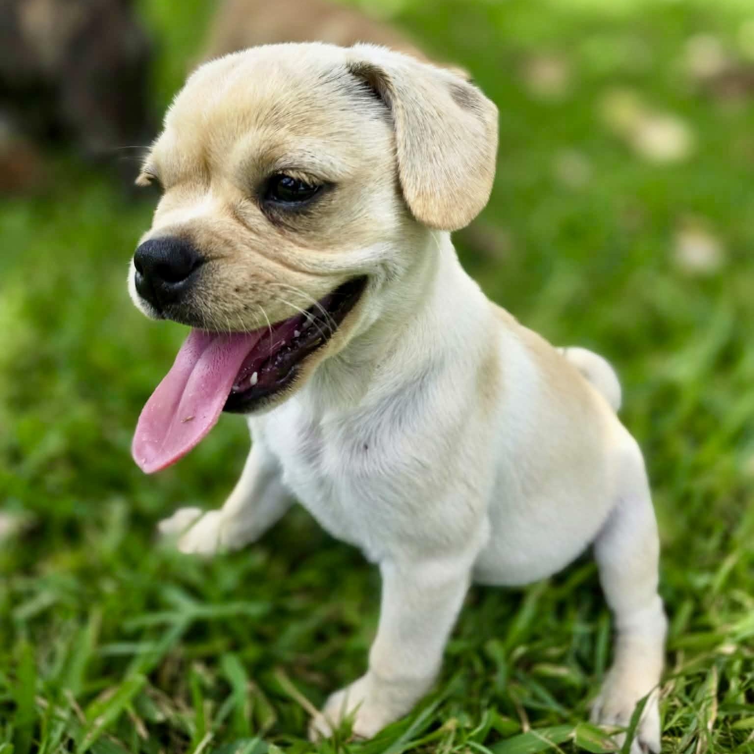 Muffin, an adopted mixed breed in Baytown, TX image 1/4