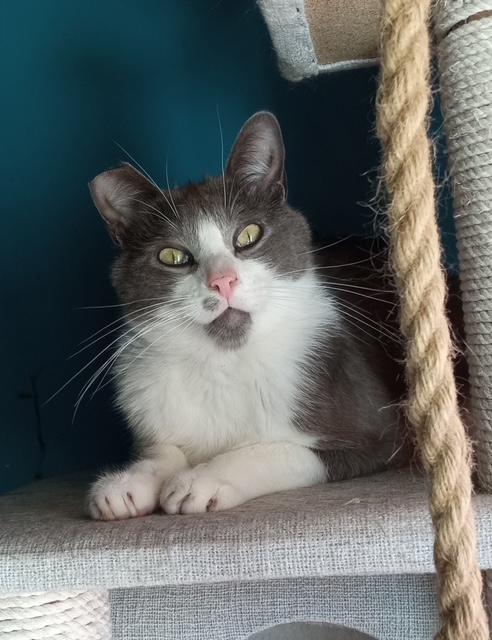 Supernova, Adult Male Domestic Short Hair