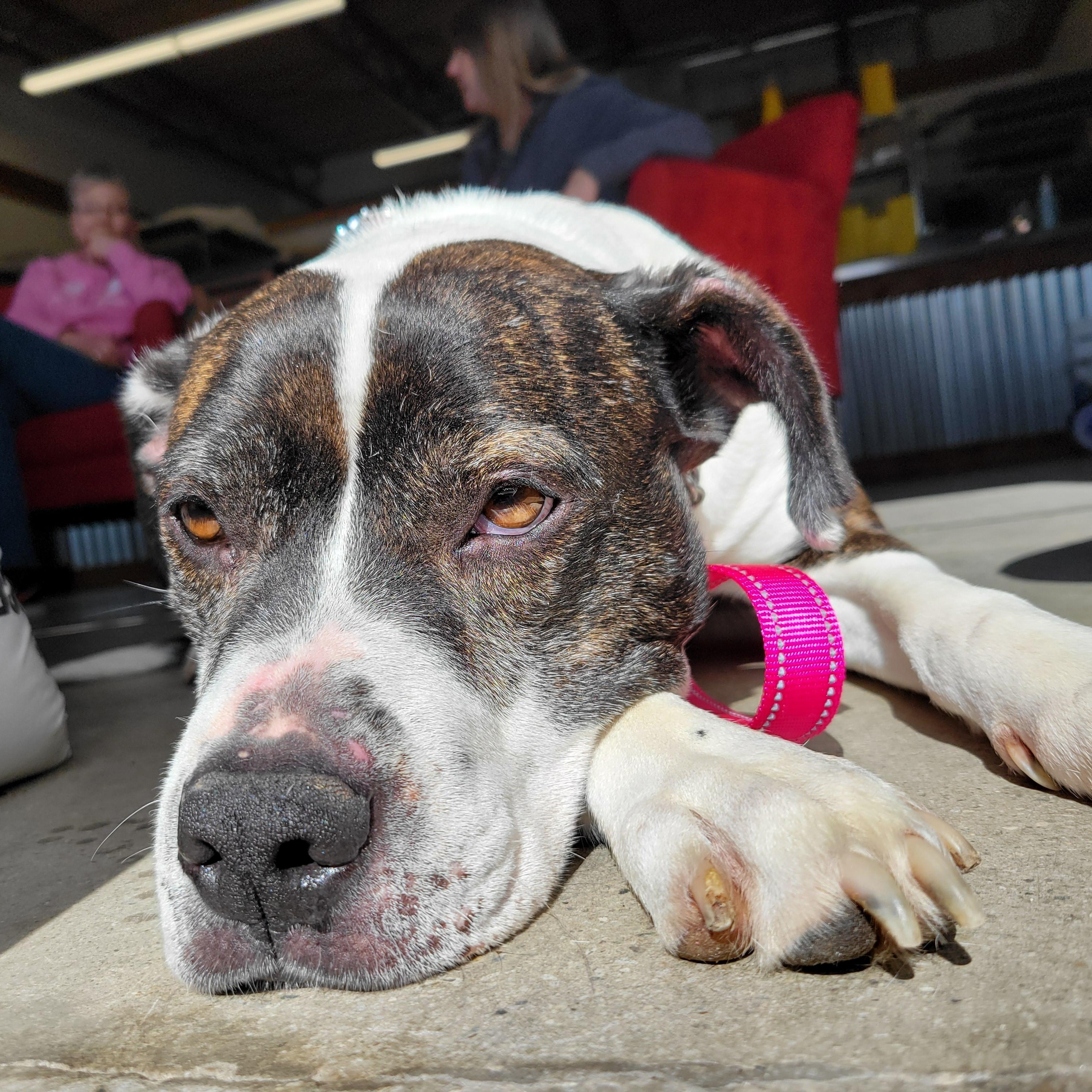 Sarah, an adoptable Boxer, American Bully in Midland, MI, 48642 | Photo Image 4