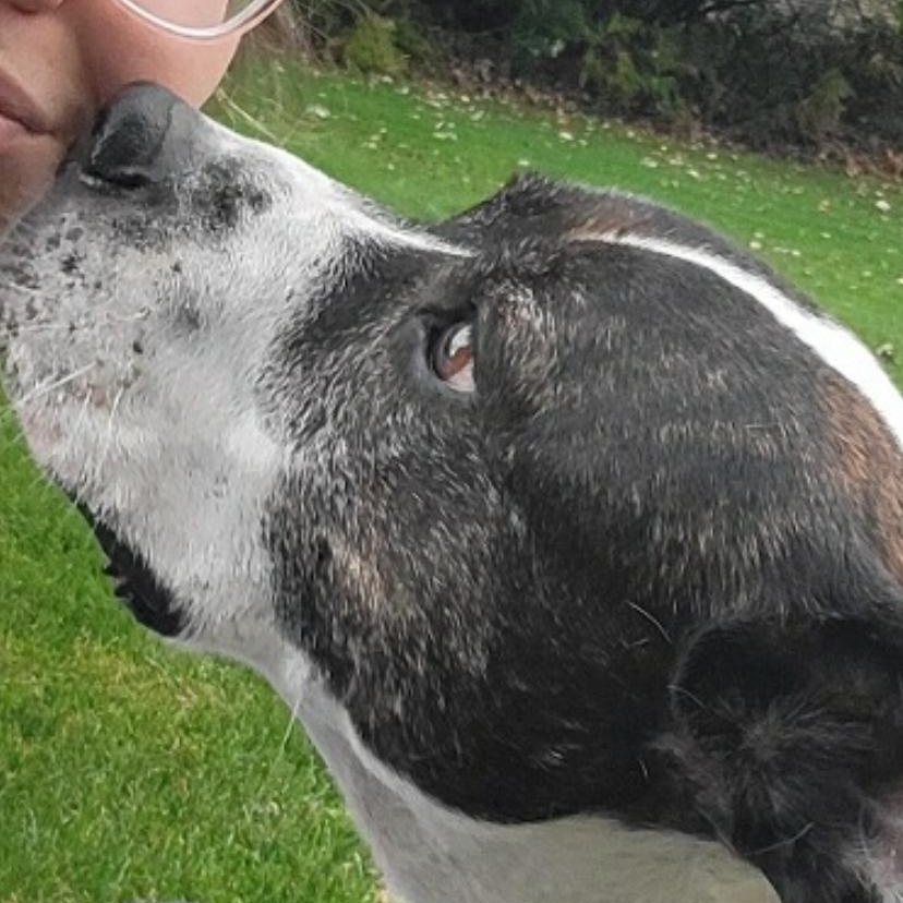 Sarah, a Adoptable mixed breed in Midland, MI image 2/6