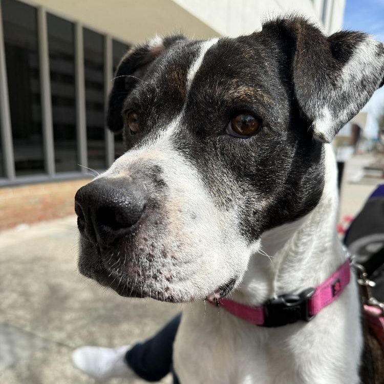 Sarah, an adoptable Boxer, American Bully in Midland, MI, 48642 | Photo Image 2