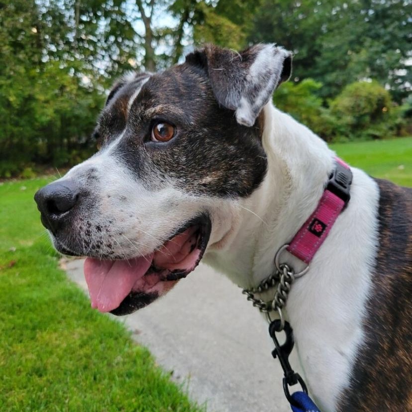 Sarah, an adoptable Boxer, American Bully in Midland, MI, 48642 | Photo Image 1