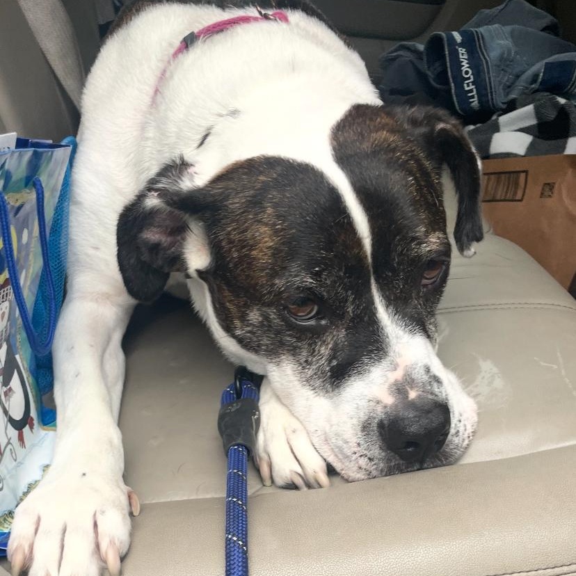 Sarah, an adoptable Boxer, American Bully in Midland, MI, 48642 | Photo Image 5