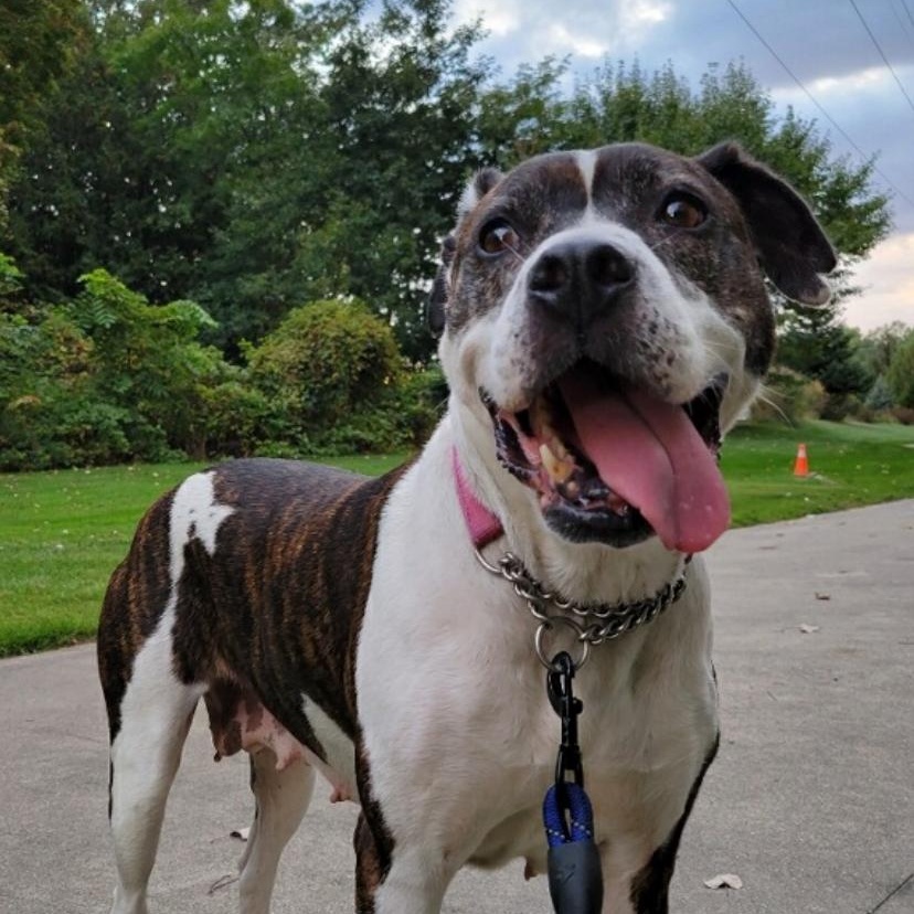 Sarah, a Adoptable mixed breed in Midland, MI image 3/6
