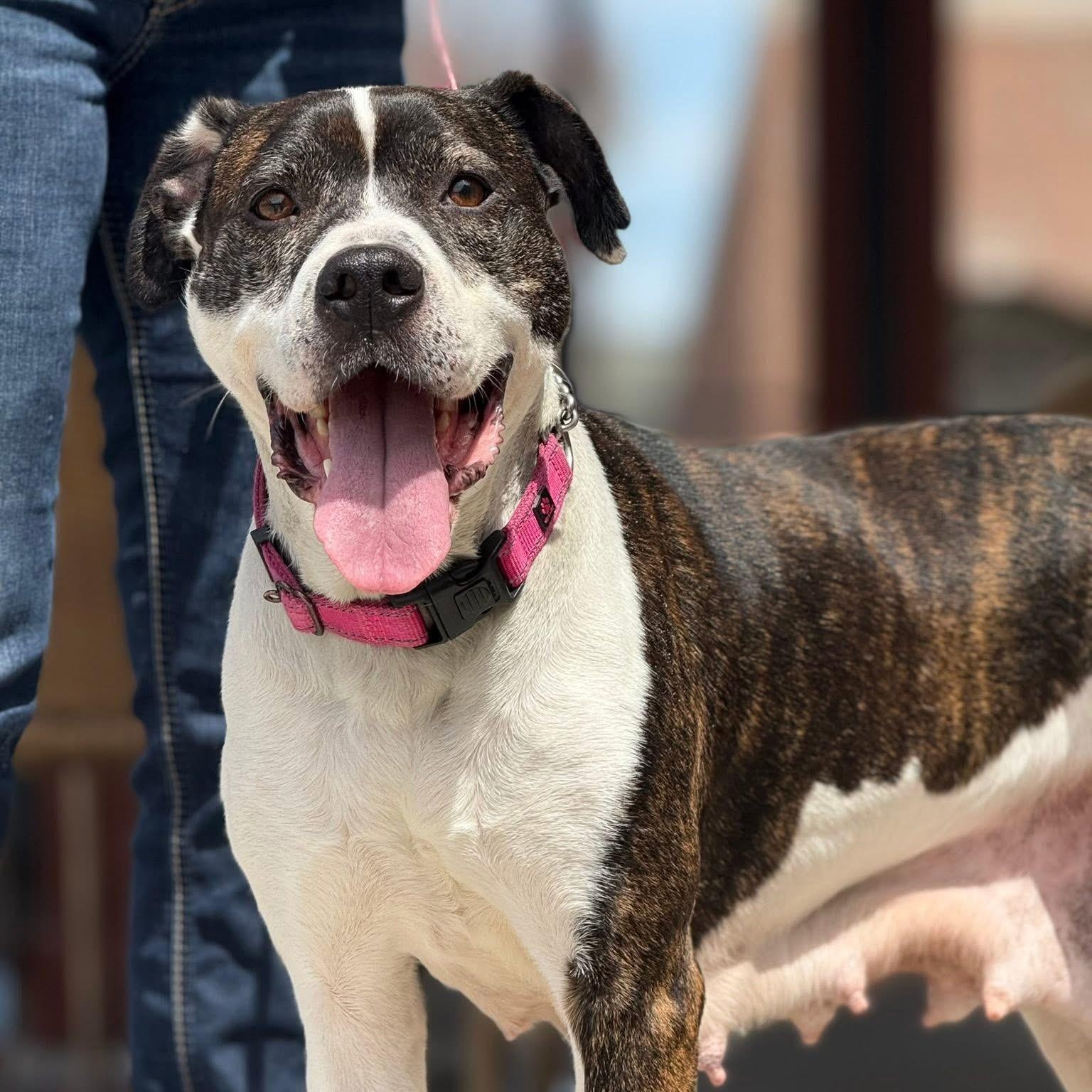 Sarah, an adoptable Boxer, American Bully in Midland, MI, 48642 | Photo Image 3