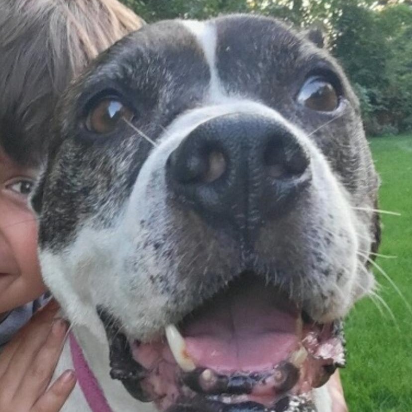 Sarah, an adoptable Boxer, American Bully in Midland, MI, 48642 | Photo Image 6