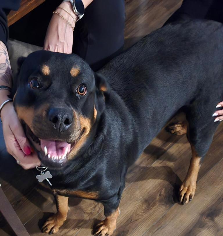 Reign, Adopted, Adult Female Rottweiler.