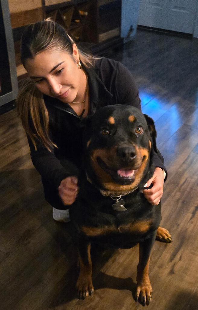 Enlarge Reign, a Adopted Rottweiler in San Antonio, TX image 2/3