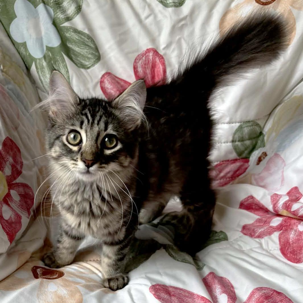 Wraith (F) & Culligan (M)--BONDED SIBS, ADOPTABLE, Kitten Female Domestic Short Hair.